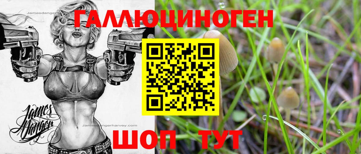 Майкоп  Галлюциногенные грибы Psilocybine cubensis  Вход с VPN 